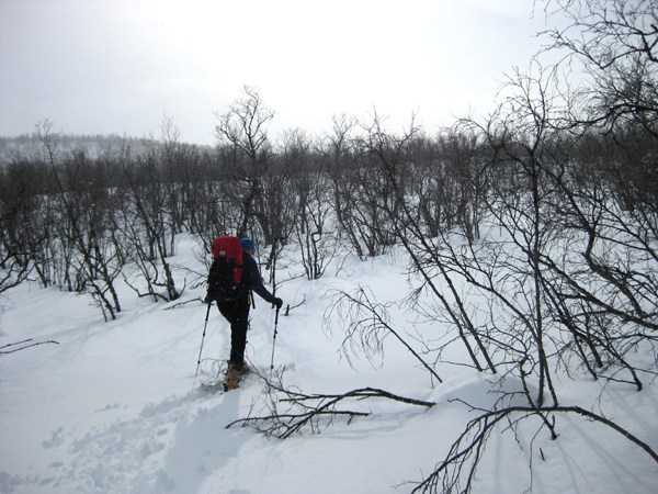 Heading up through the birch forest above the hostel.