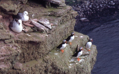 Puffins and Fulmars at the Mull of Galloway
