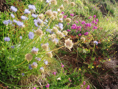Coastal Flower Scene, The Rhins, Galloway.